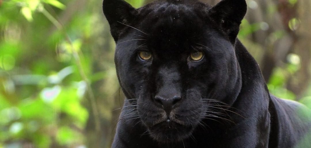 Reflexão sobre a experiência com animal de poder