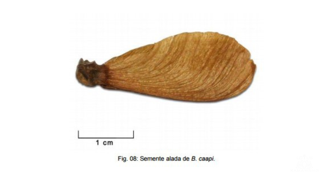 caapi 3