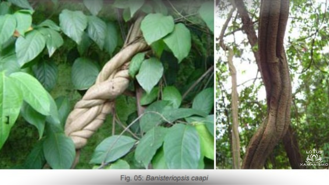 caapi
